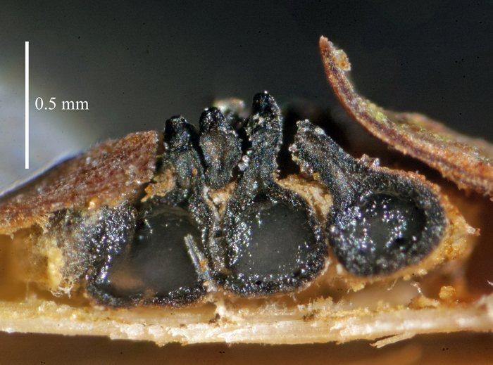 macrostoma