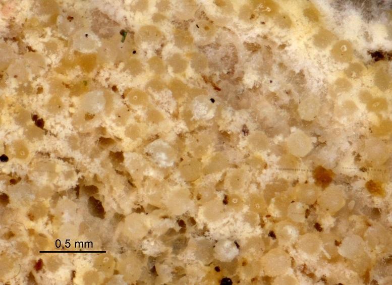 macrostoma