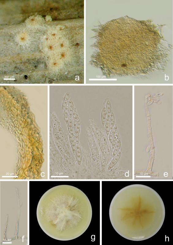 macrostoma