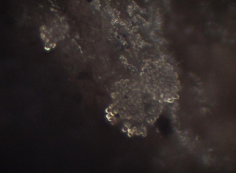 macrostoma