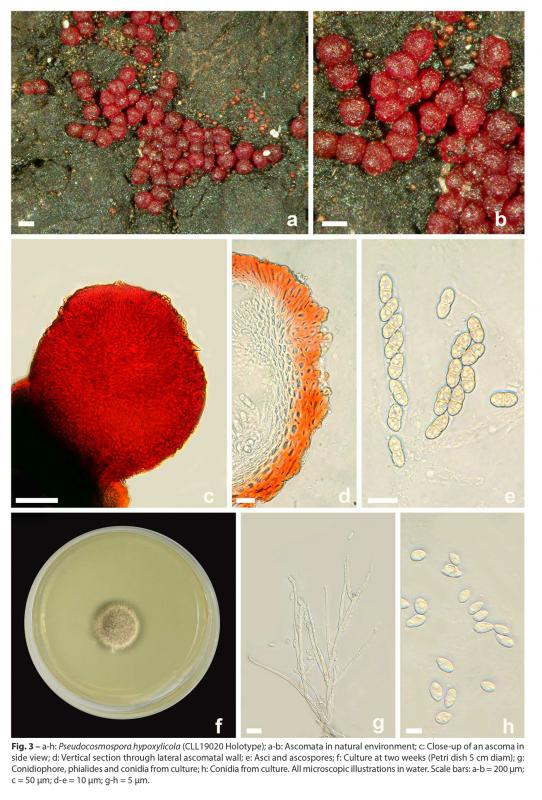 macrostoma