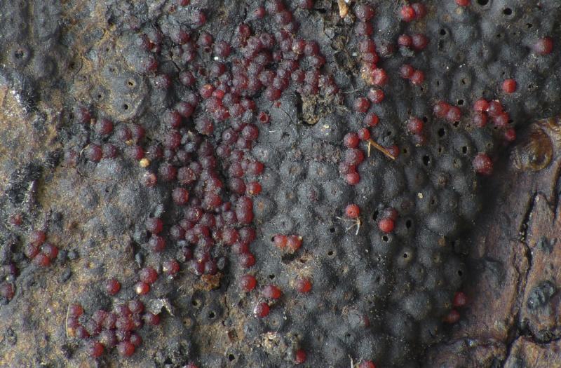 macrostoma