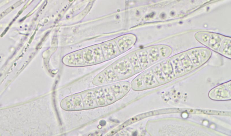 macrostoma