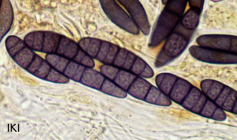 macrostoma