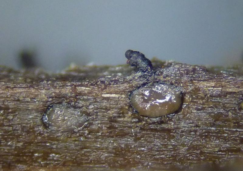 macrostoma