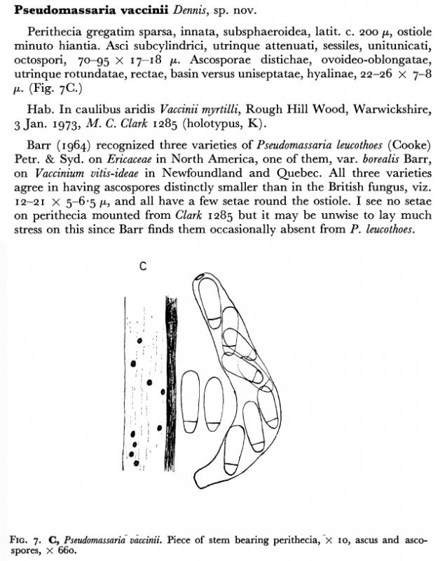 macrostoma