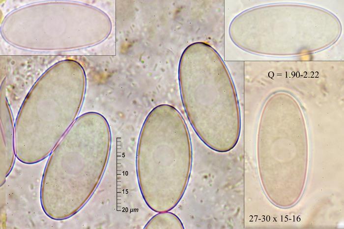 macrostoma