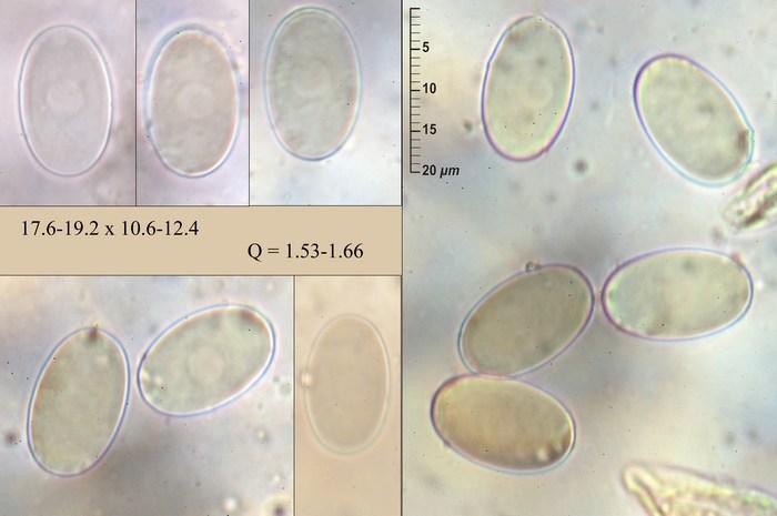 macrostoma
