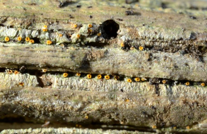 macrostoma