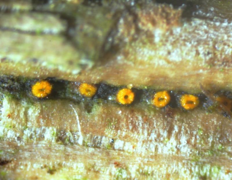 macrostoma