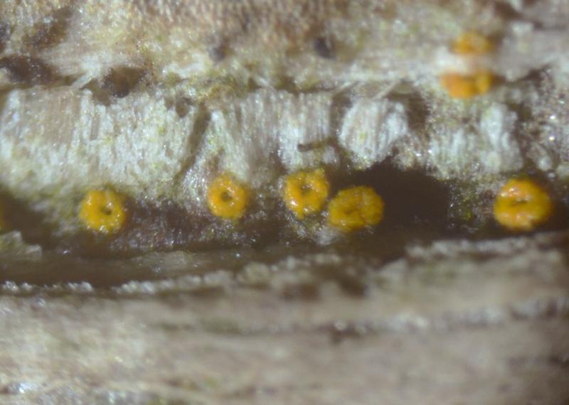 macrostoma