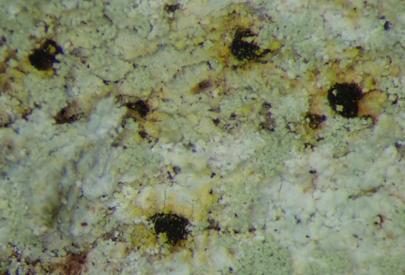 macrostoma