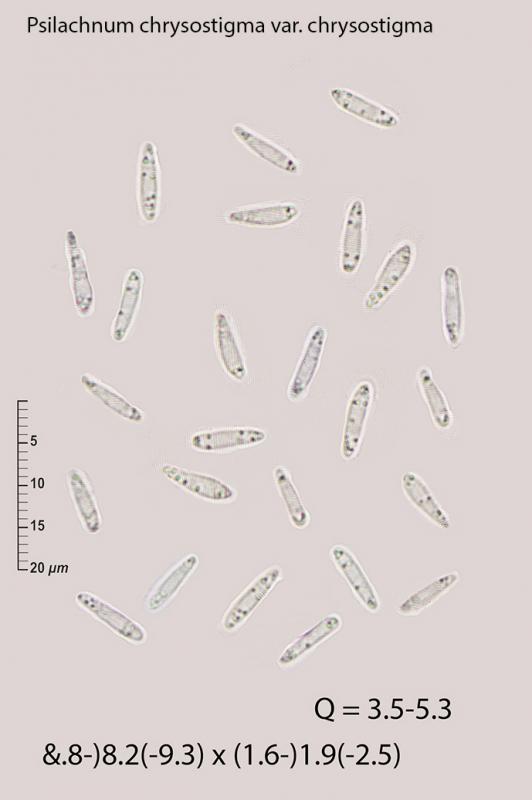 macrostoma