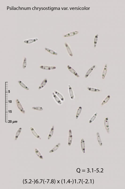 macrostoma