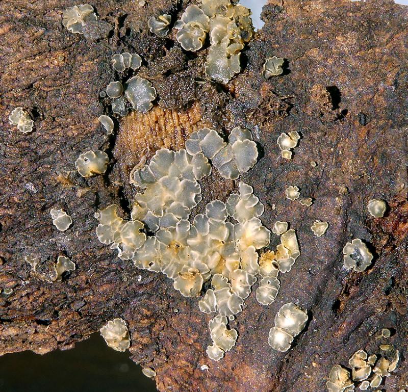 macrostoma