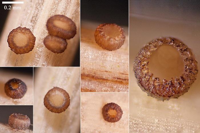 macrostoma