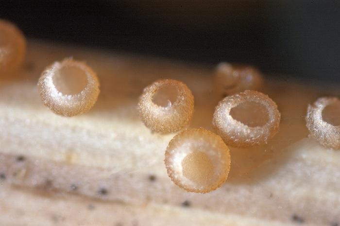 macrostoma