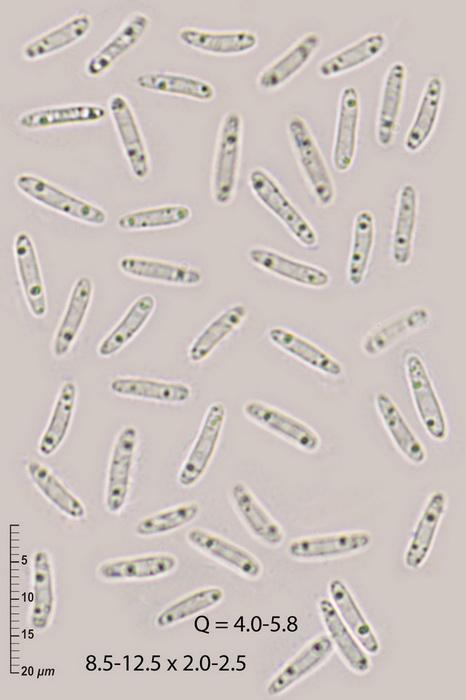 macrostoma