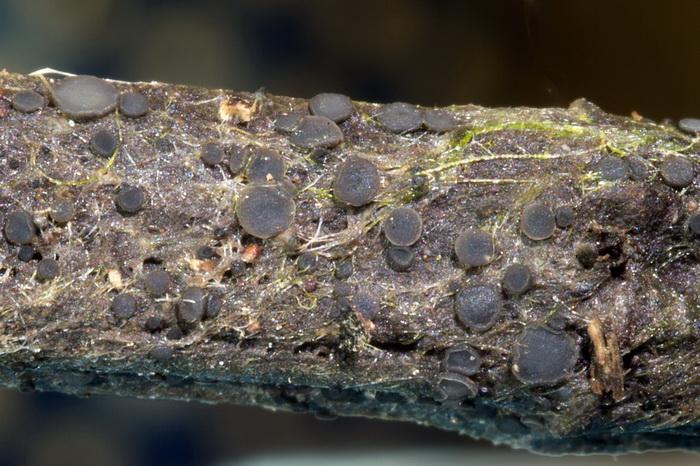 macrostoma