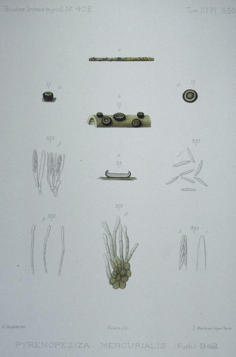 macrostoma