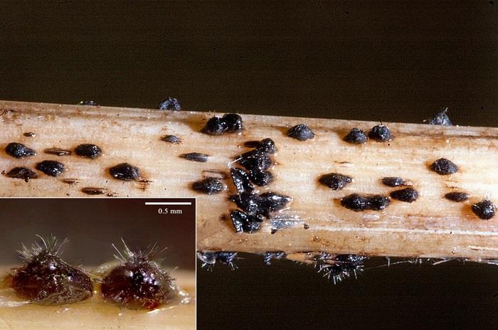 macrostoma