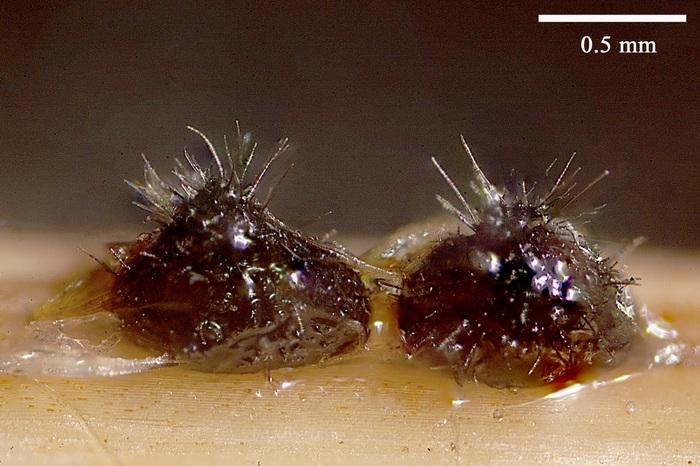 macrostoma