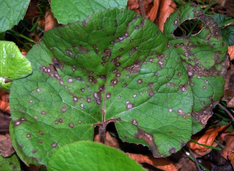 macrostoma