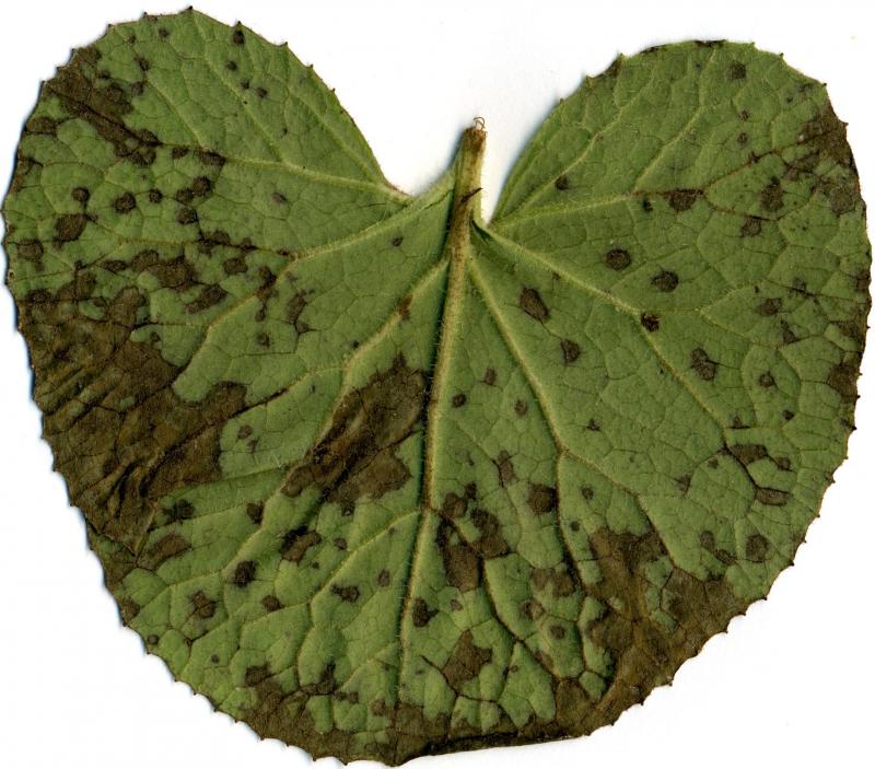 macrostoma