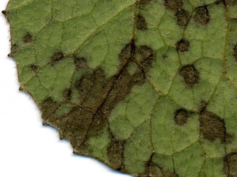 macrostoma