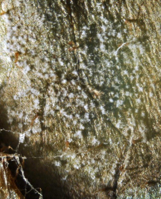 macrostoma
