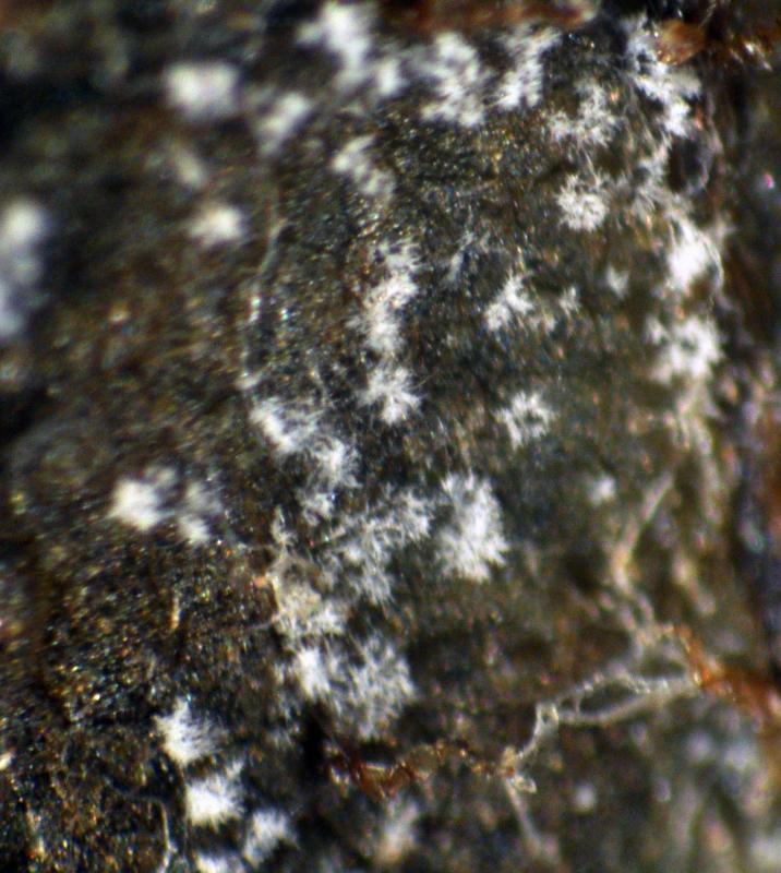macrostoma