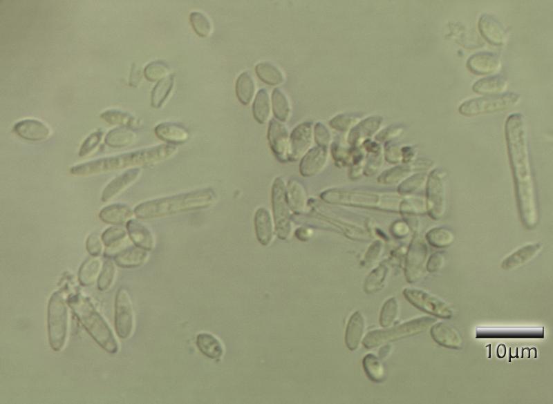 macrostoma