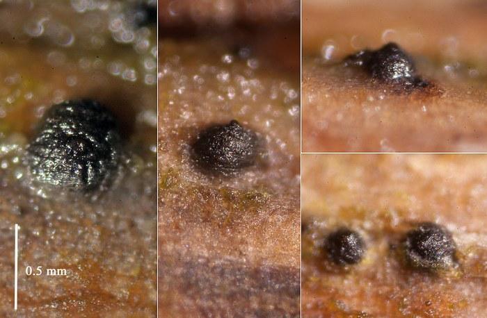 macrostoma