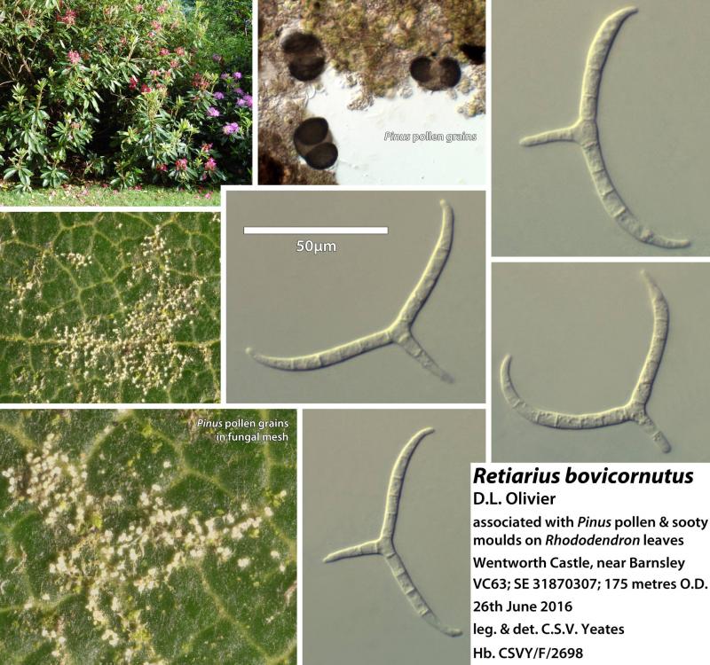 macrostoma