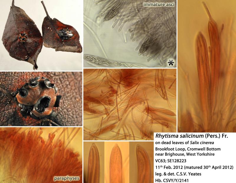 macrostoma