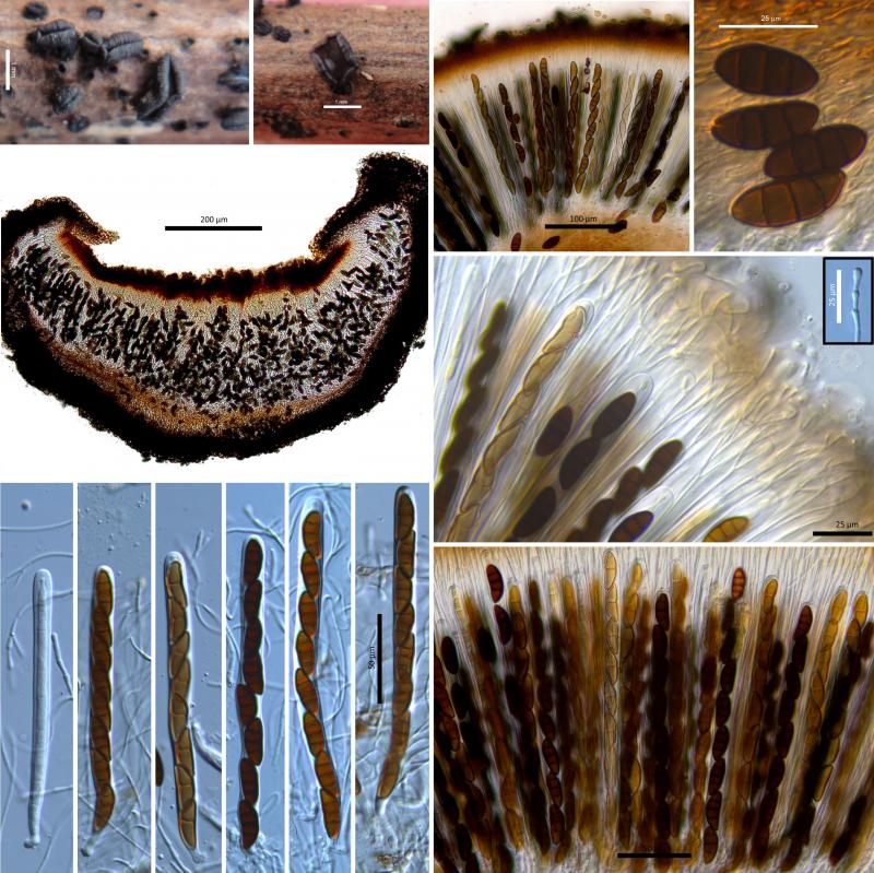 macrostoma