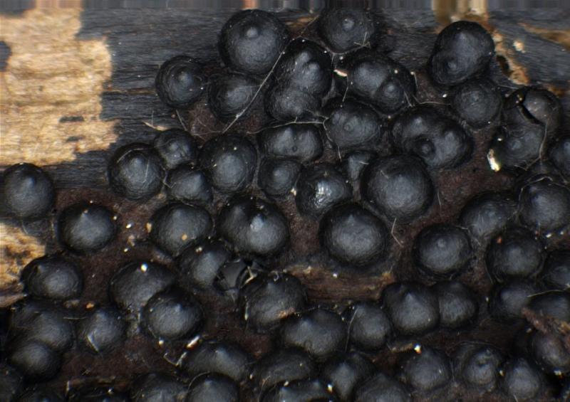 macrostoma