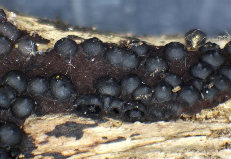macrostoma