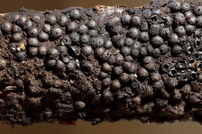macrostoma