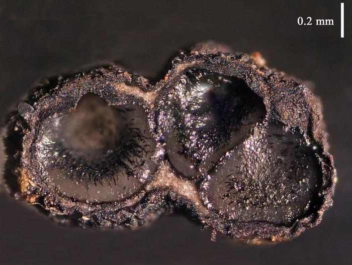macrostoma