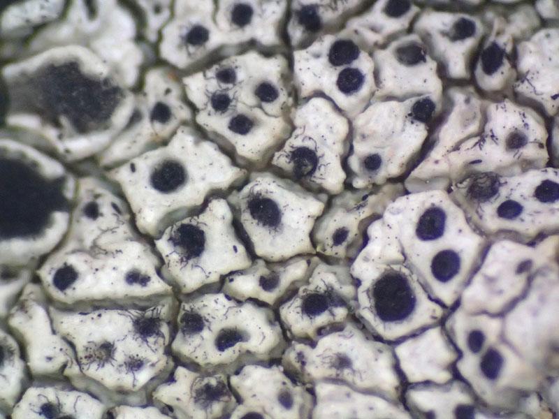 macrostoma