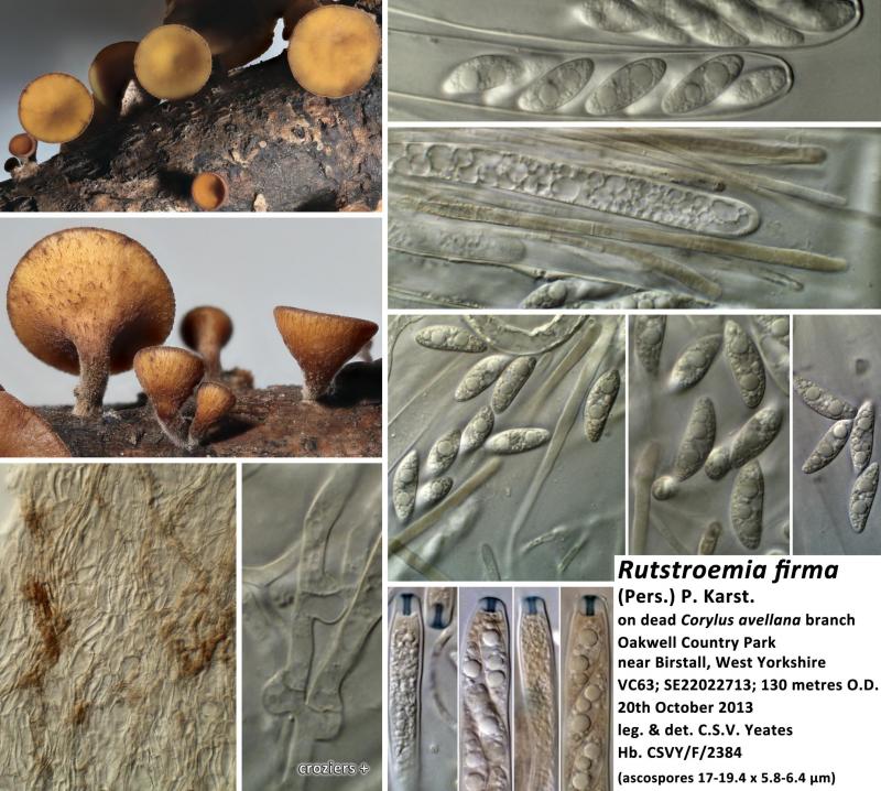macrostoma