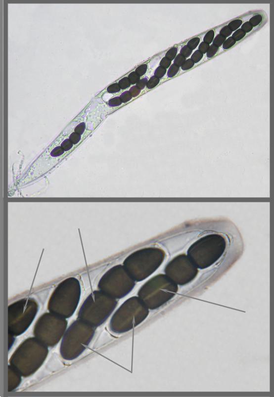macrostoma