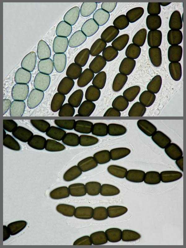 macrostoma