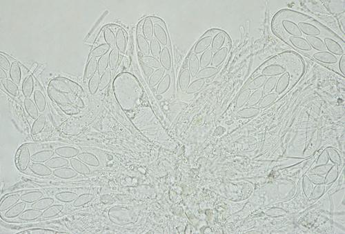 macrostoma