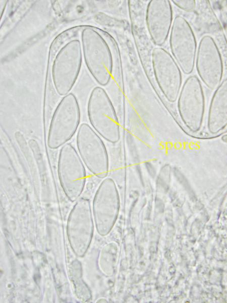 macrostoma