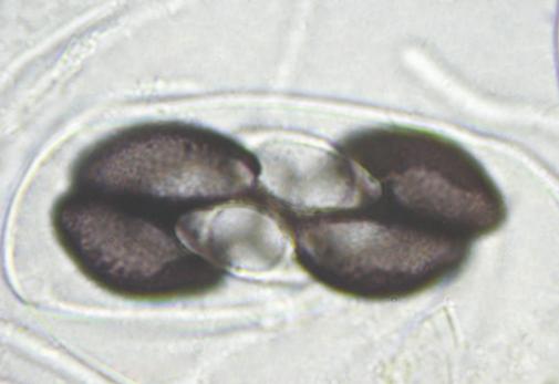 macrostoma