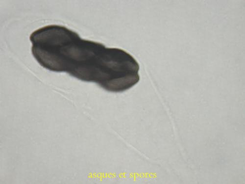 macrostoma