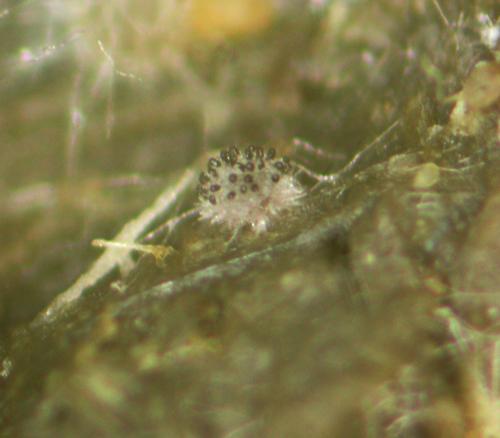 macrostoma