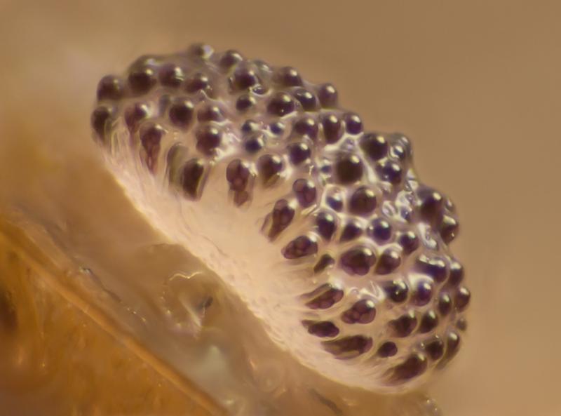 macrostoma